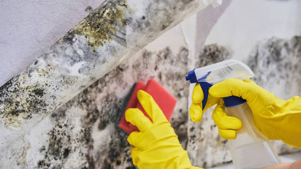 Why You Should Choose Our Mold Remediation Services in Rainbow Park, FL